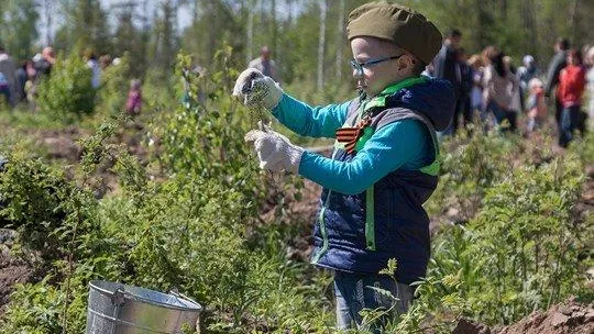 Центральной площадкой проведения акции «Лес Победы» в области станет Солнечногорский район