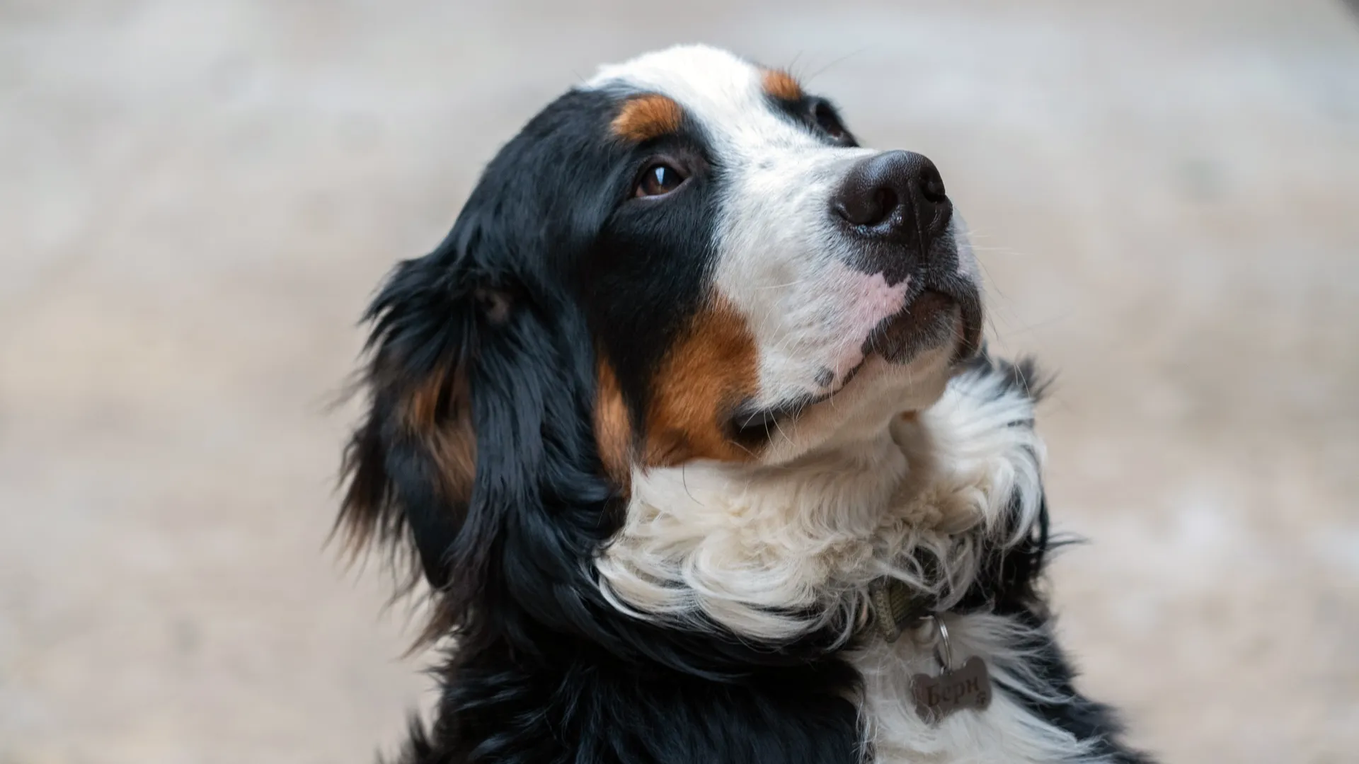 Кинолог объяснил, почему у собак появляется акне