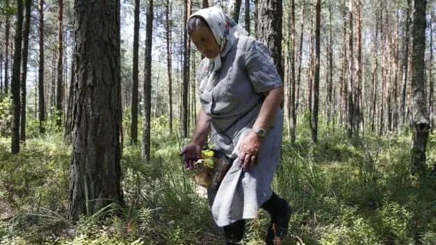 Более 1,1 тыс человек заблудились в лесах Подмосковья с начала осени