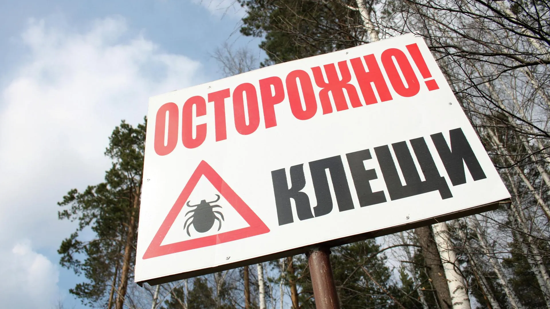 В Московской области активизировались клещи