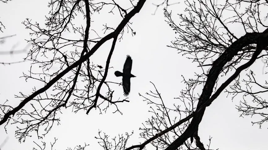 Птицы в Москве лишаются мест для гнездования из-за благоустройства