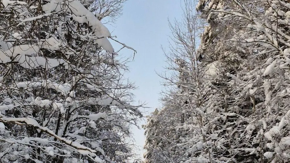 Лесничие Подмосковья напомнили о безопасности в зимнем лесу