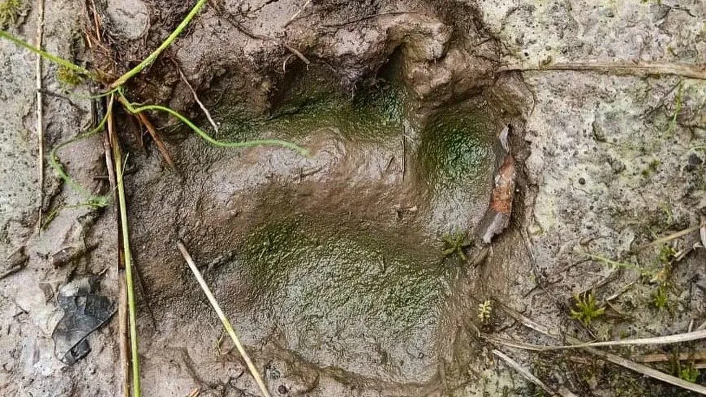 Жителей Шатуры предупредили о появлении медведя