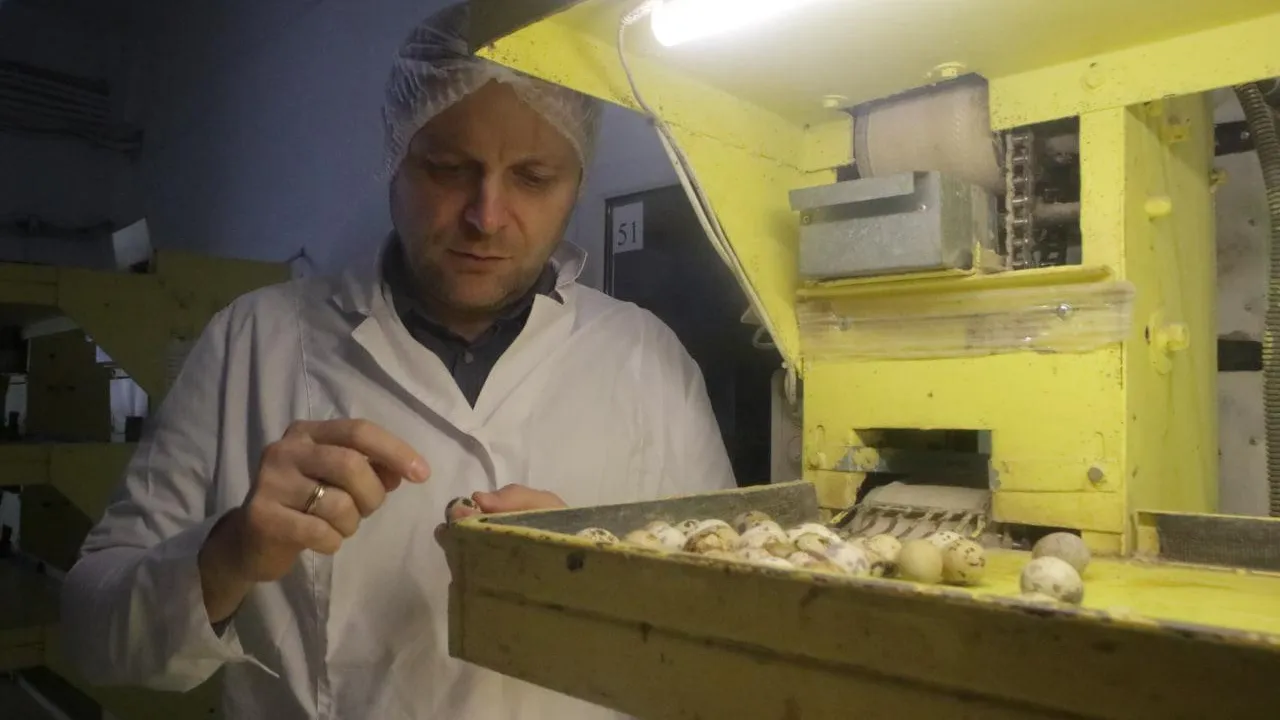 Фермерское хозяйство из Серпухова стало лидером производства перепелиных яиц в регионе