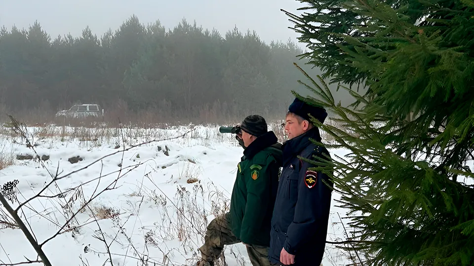 Лесничие Зарайска не выявили ни одной незаконной рубки деревьев с начала года