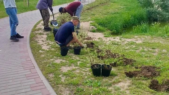 Около 1,1 тыс саженцев высадили в поселках Люберец в мае