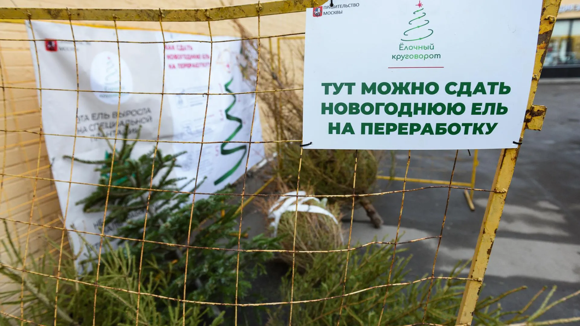 Свыше 9 тыс новогодних елок собрали на переработку в Москве