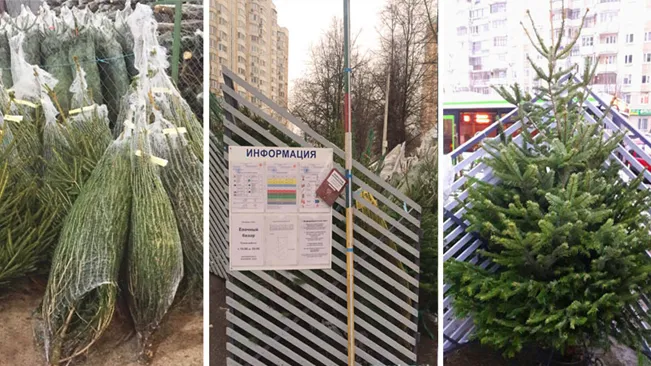 Первый елочный базар в Подмосковье откроется в Балашихе