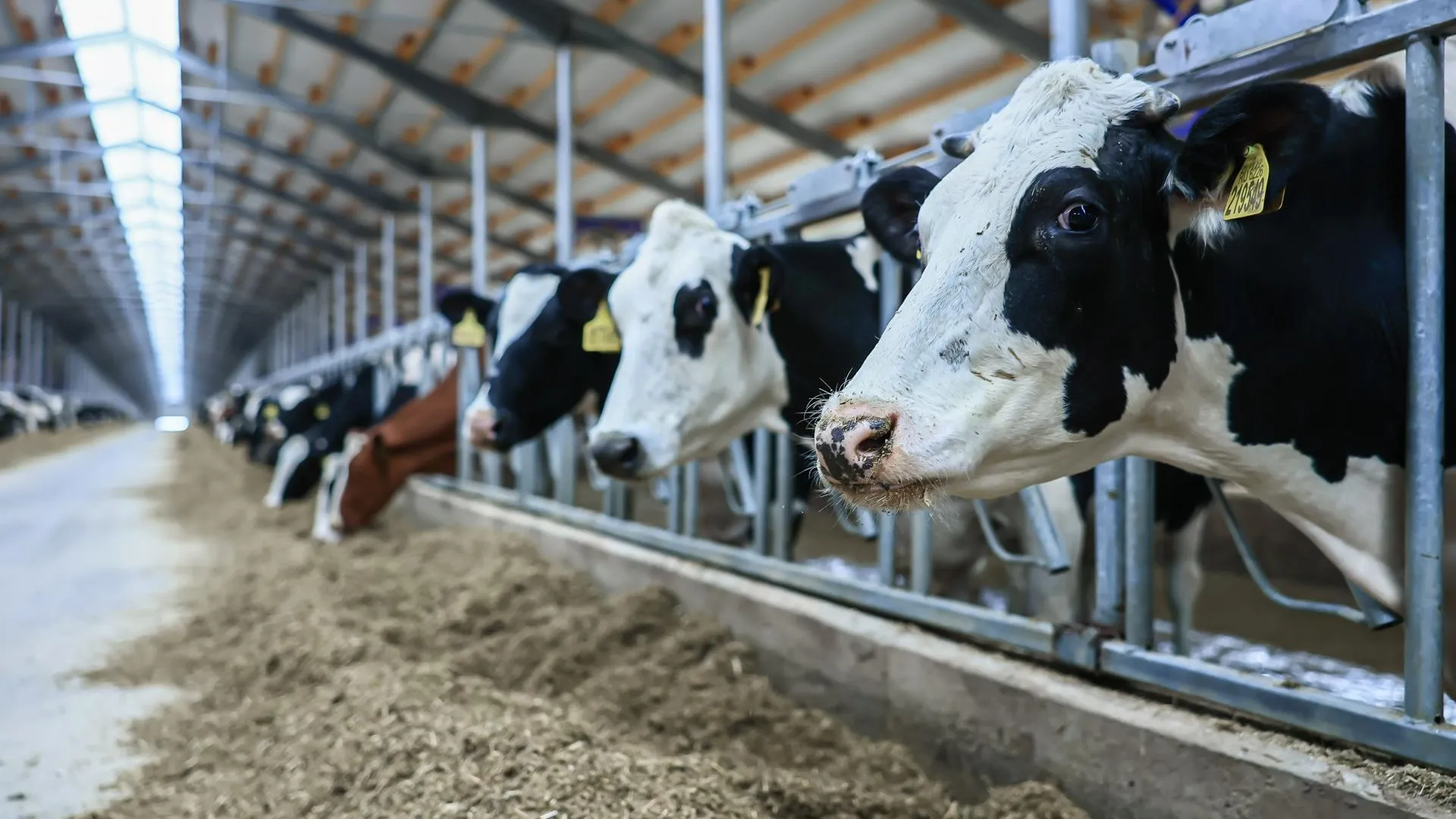 Среди подмосковных хозяйств определили лучших коров по молочной продуктивности