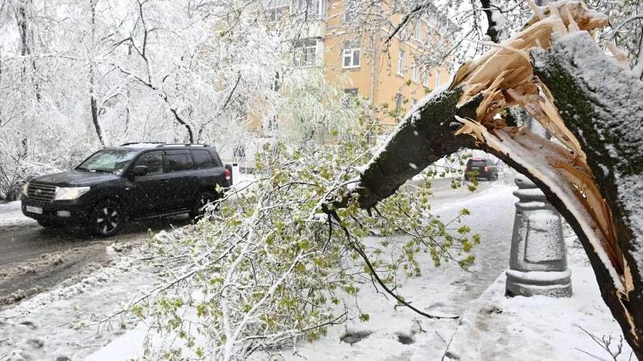 Сильный снегопад повалил более 110 деревьев в Москве
