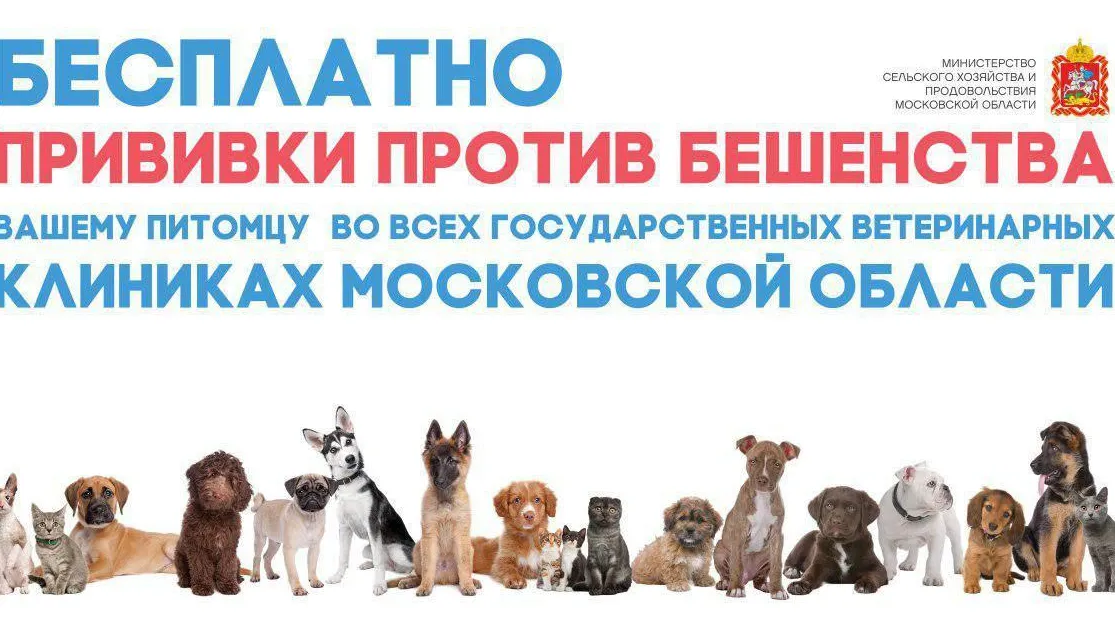 Жителям Одинцовского округа напомнили, где можно бесплатно привить питомца от бешенства