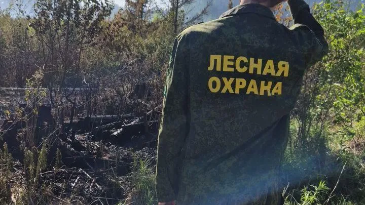 В Подмосковье за сутки ликвидировали шесть лесных пожаров