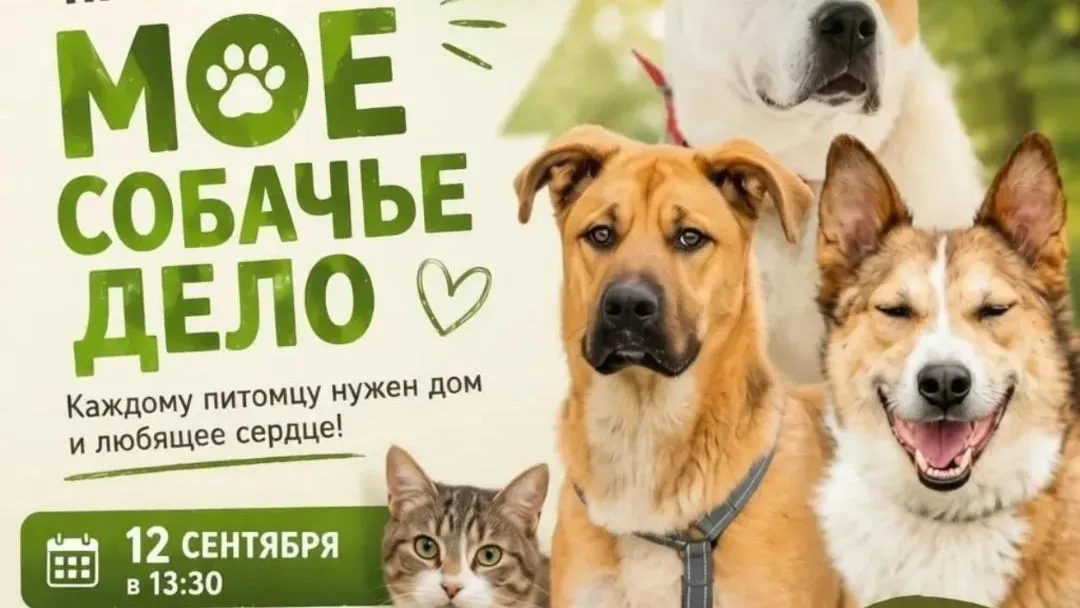 В Подольске 12 сентября пройдет акция по пристройству животных