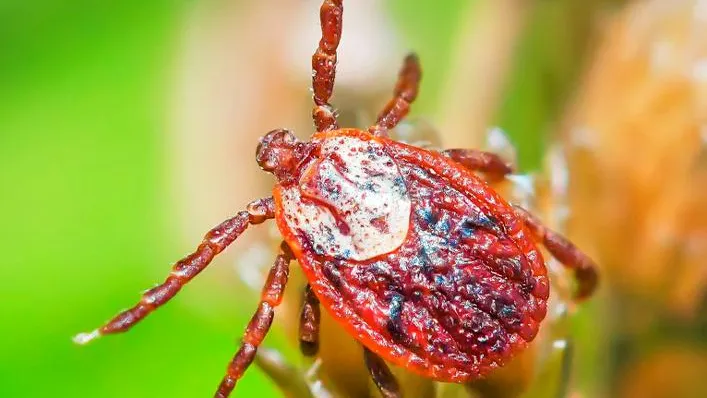 Клещи-мутанты, которые бегают за людьми: ждать ли их в Москве и Подмосковье