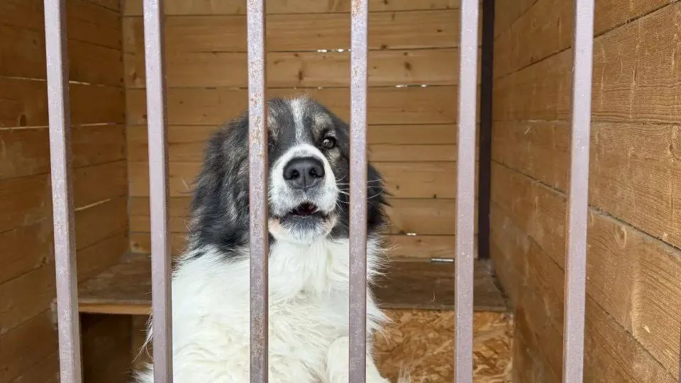 В Солнечногорске с начала года отловили 84 бездомные собаки