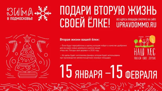 Пункты приема новогодних елок на переработку откроют в Красногорске 15 января