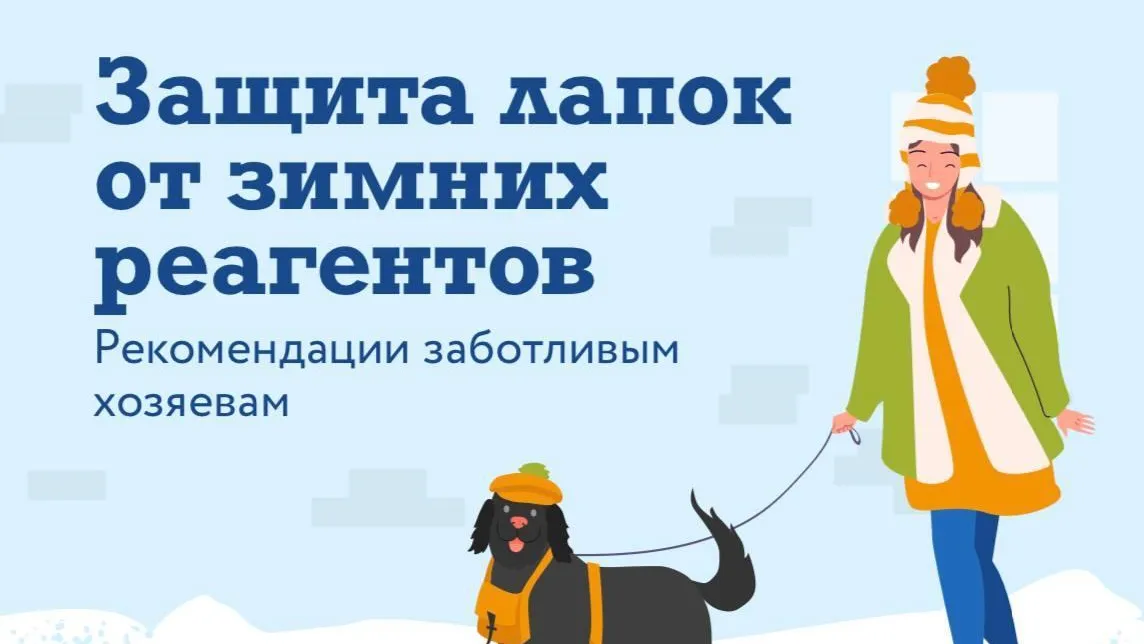 В Подмосковье рассказали, как защитить лапы собак от реагентов