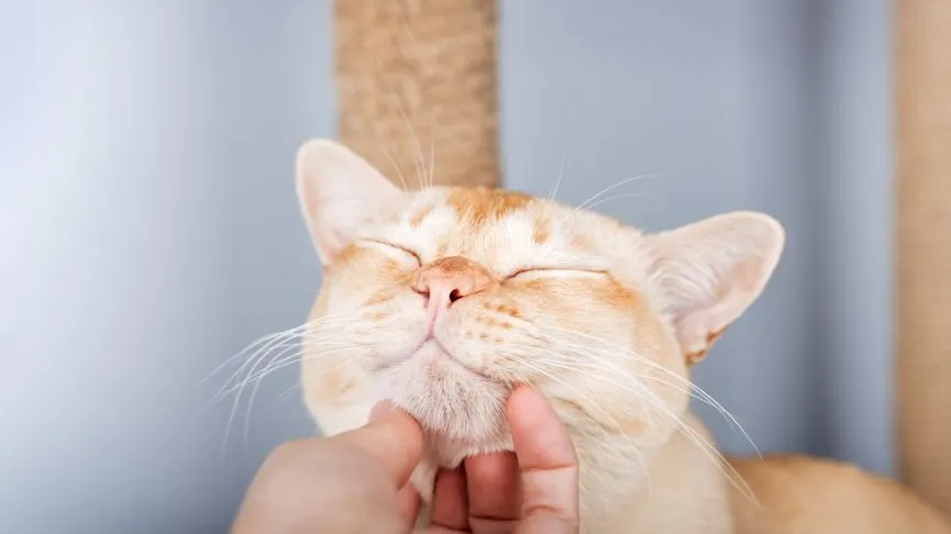 Эксперты назвали самые популярные породы кошек в России