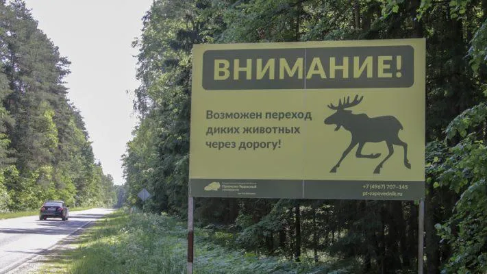 Молодого лося насмерть сбили на дороге в Приокско‑Террасном заповеднике