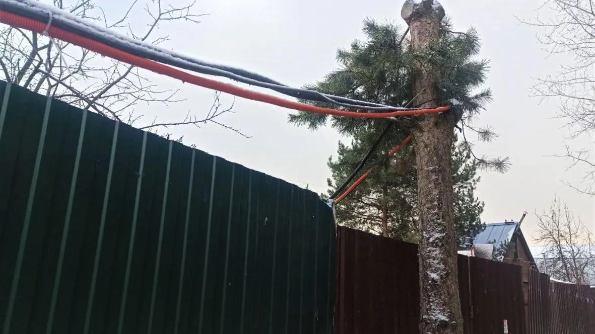 Лесная охрана выявила поврежденные деревья у СНТ «Логос» в Подольске