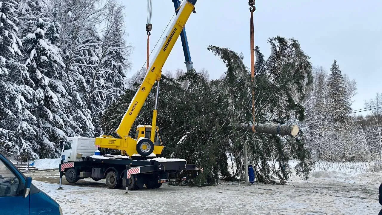 В Подмосковье для отправки главной елки страны в Кремль создан подъездной путь
