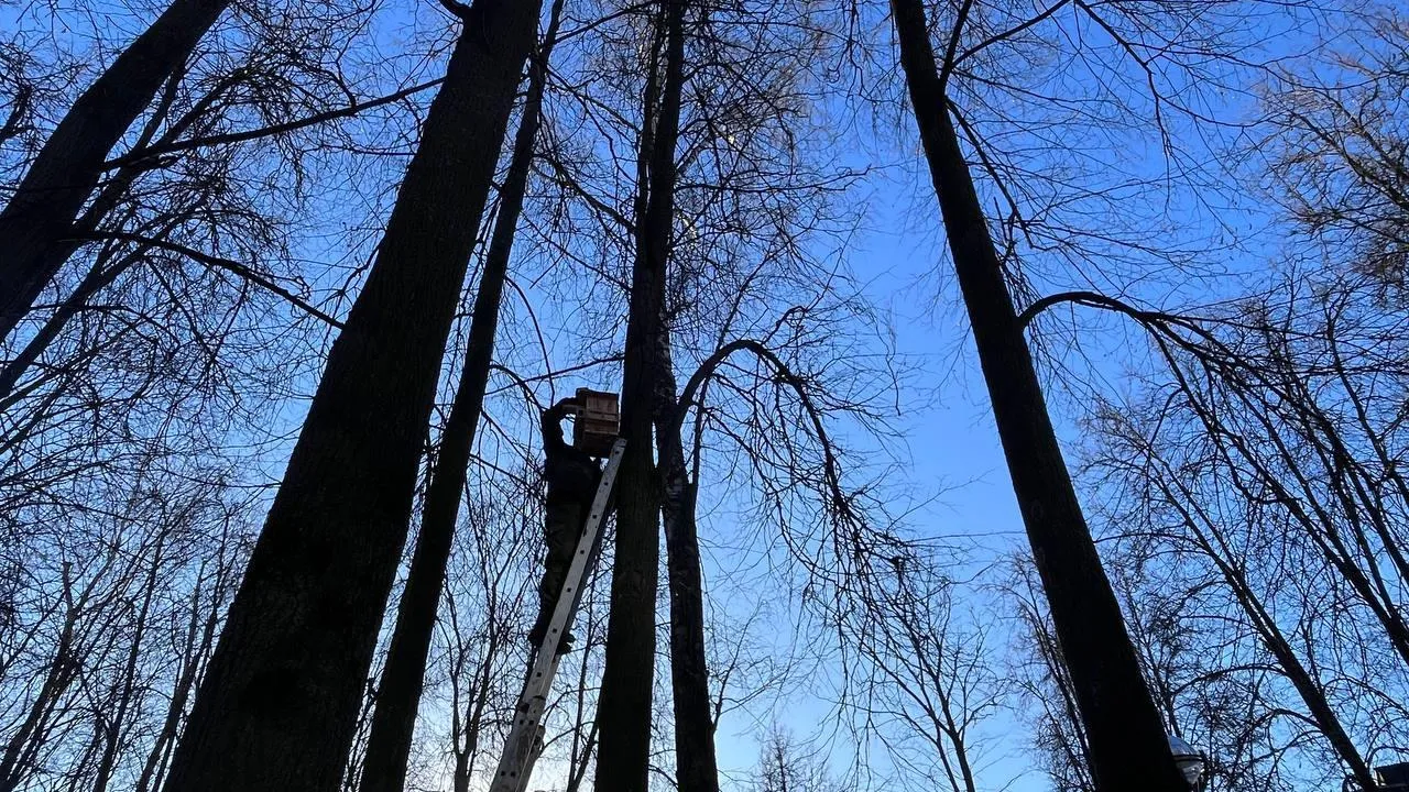 В парк Ленинского округа поселили шесть белок