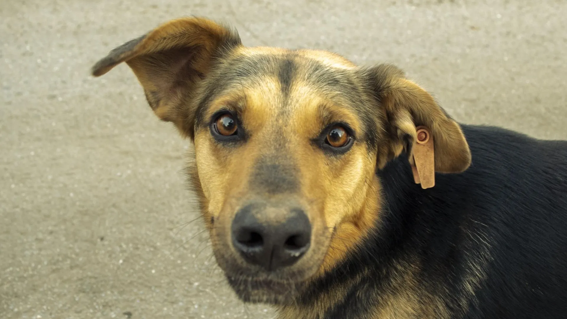 В Домодедово напомнили правила поведения при встрече с бездомными собаками