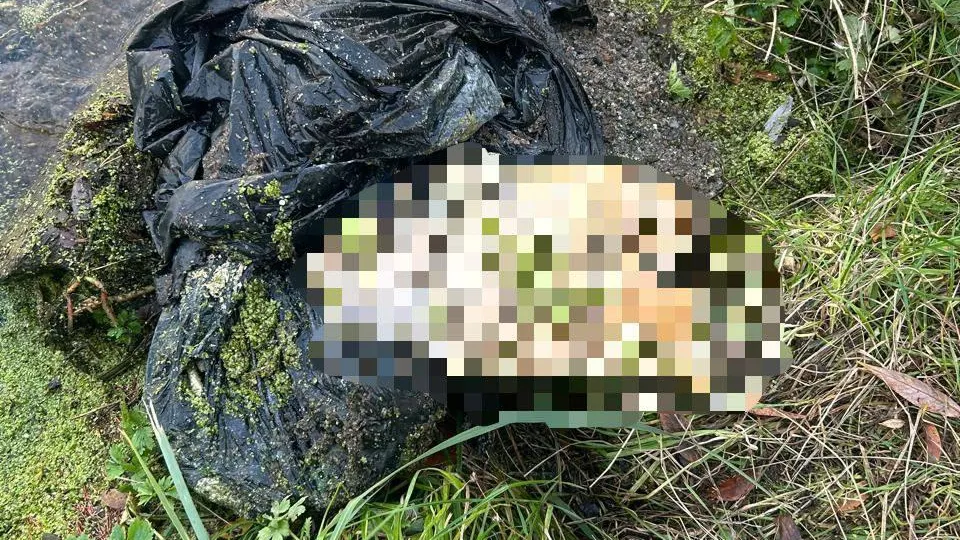 Пакет с человеческими останками нашли на берегу реки в Москве