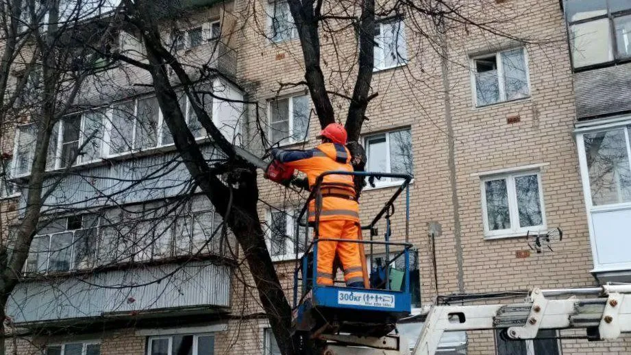 В Истре устранили более 370 аварийных и сухостойных деревьев с октября