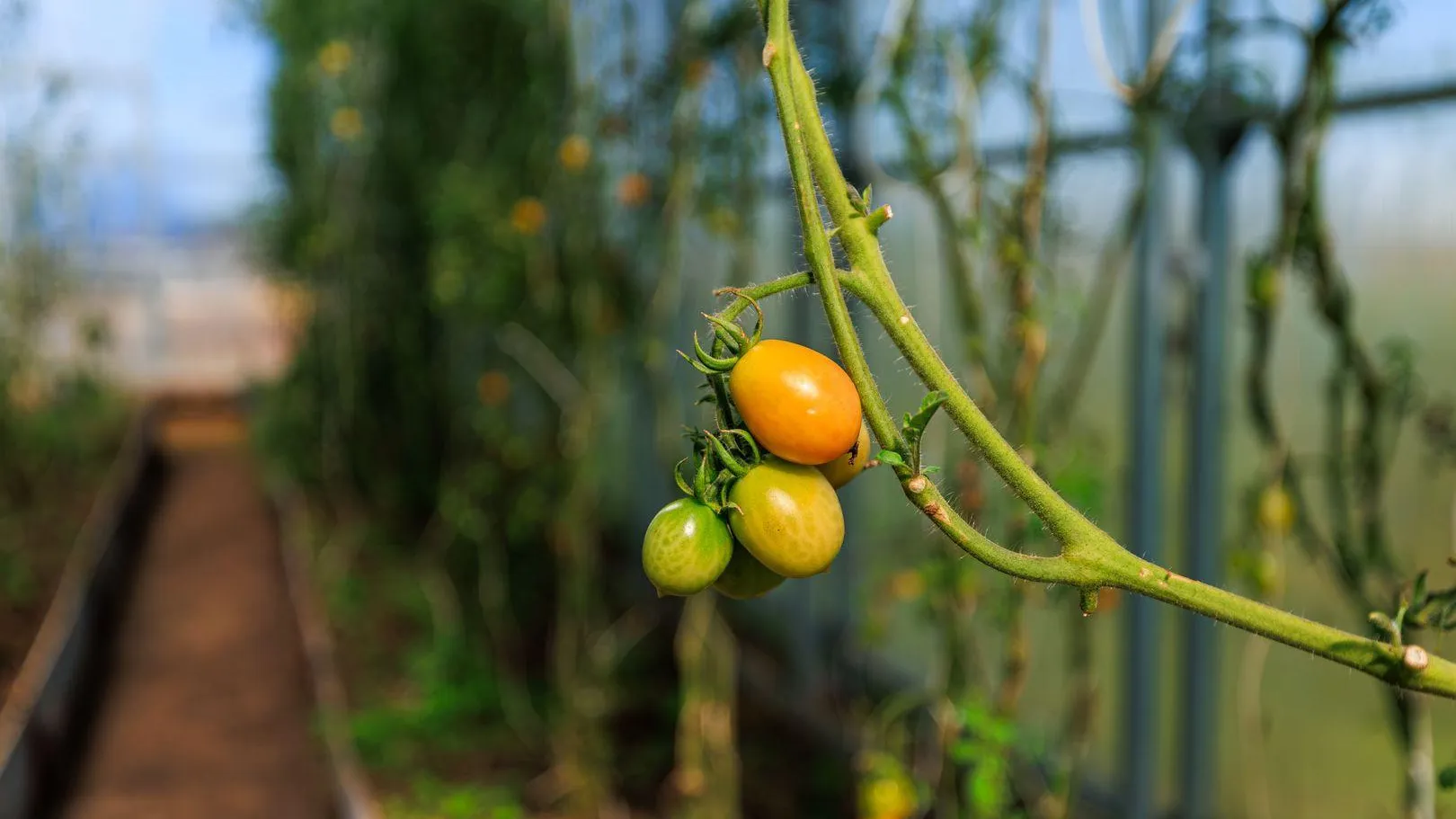 Тепличные комплексы Подмосковья собрали более 16 тыс тонн овощей в декабре