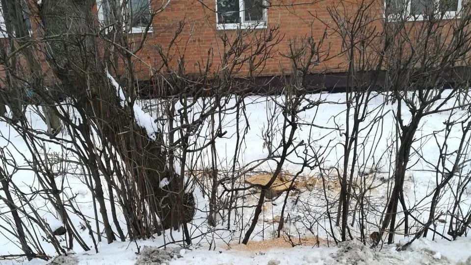 УК обрезала разросшиеся кусты в одном из дворов на улице Рощинская в Подольске