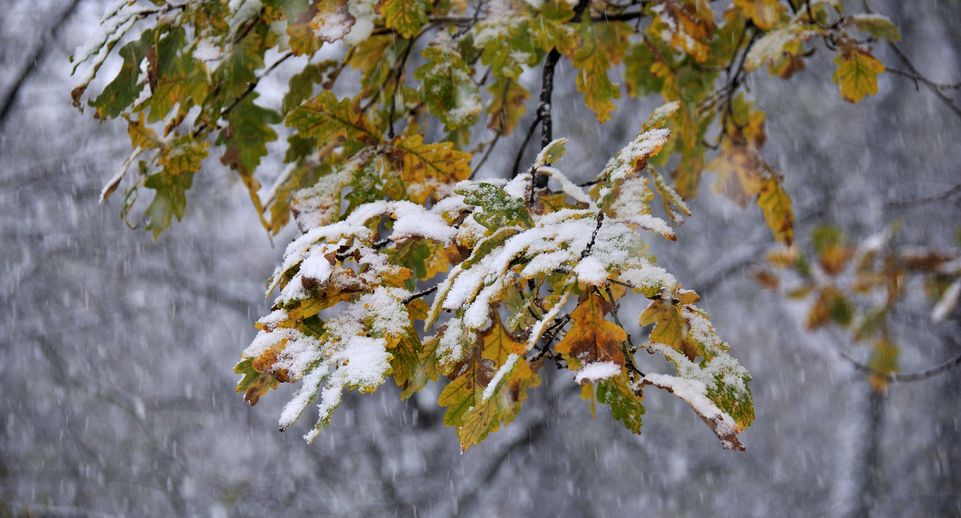 Тишковец: метеорологическая зима в Москве начнется в середине ноября