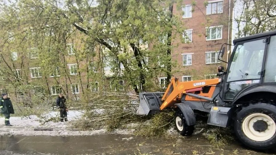 Порядка 2 тыс. поваленных деревьев ликвидировано в Подмосковье за сутки