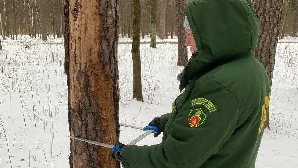 В лесах Подмосковья в 2023 г будет убрано более 4 тыс аварийных деревьев