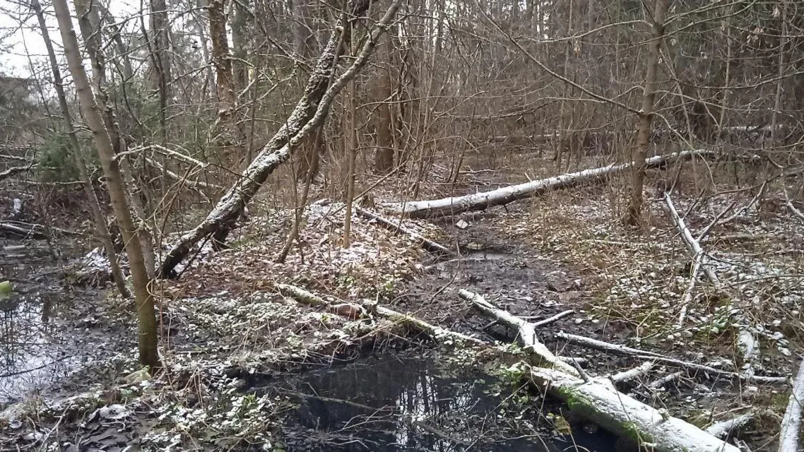 Коммунальное предприятие из Егорьевска оштрафовано за загрязнение леса