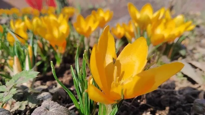 Жителей Подмосковья просят не рвать первоцветы и краснокнижные растения