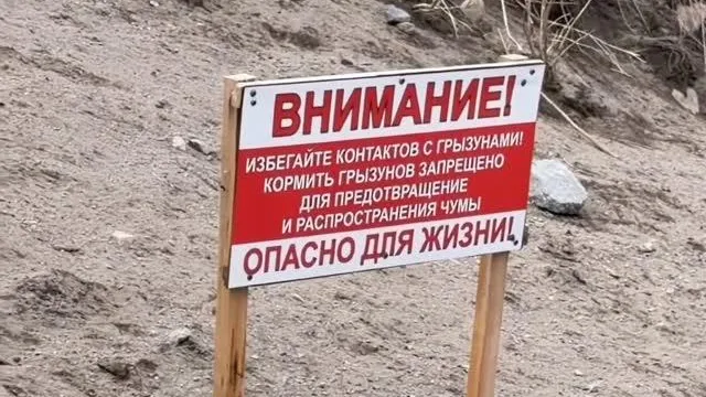 Там живая бактерия: туристы кормят чумных сусликов с рук у запрещающей таблички