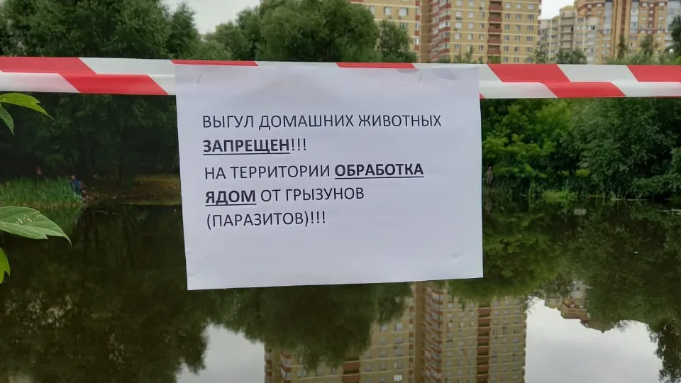 В Котельниках начали проводить мероприятия по уменьшению популяции крыс
