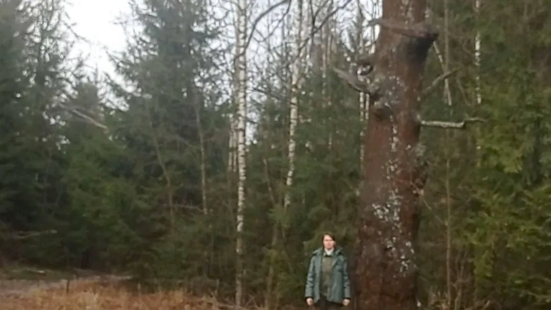 Дуб из Ногинского округа Подмосковья внесли в реестр старовозрастных деревьев