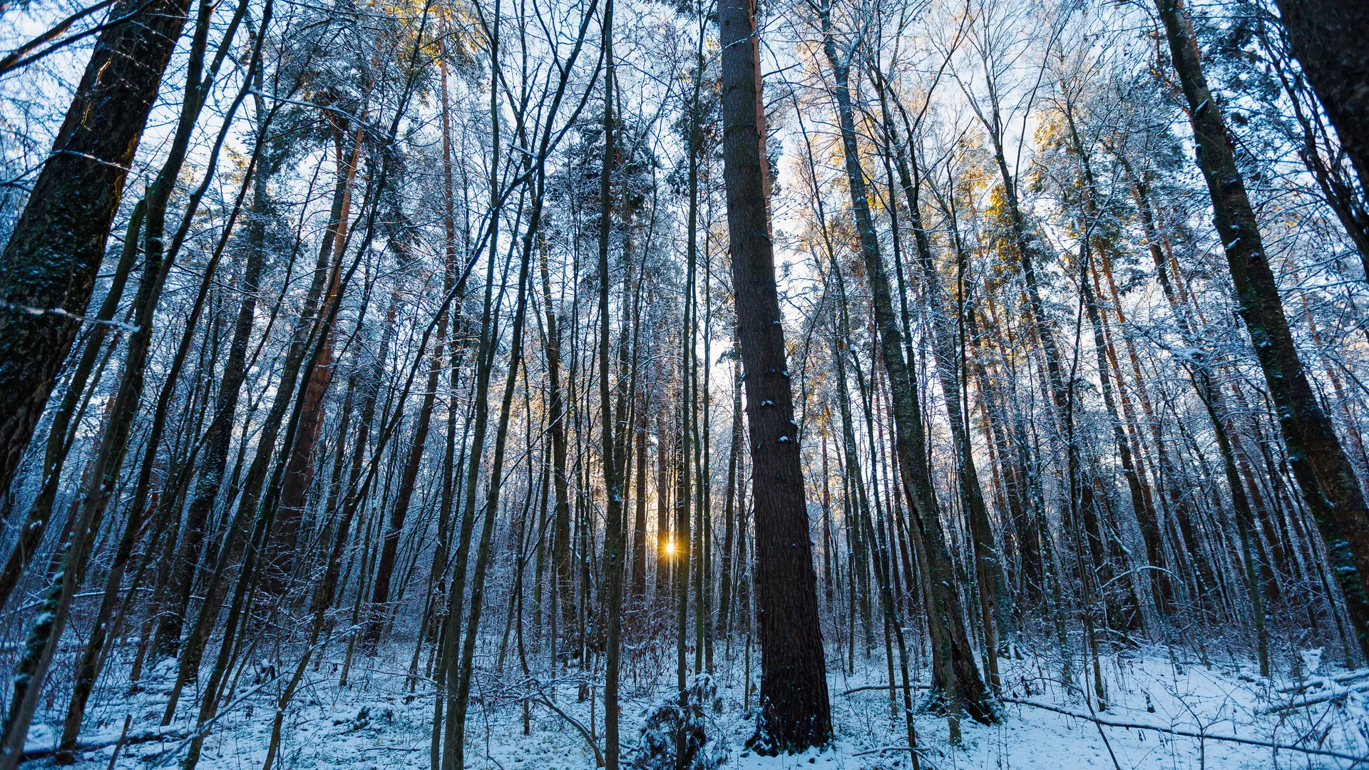 Пенсионерка несколько часов пролежала на холодной земле в лесу в Подмосковье