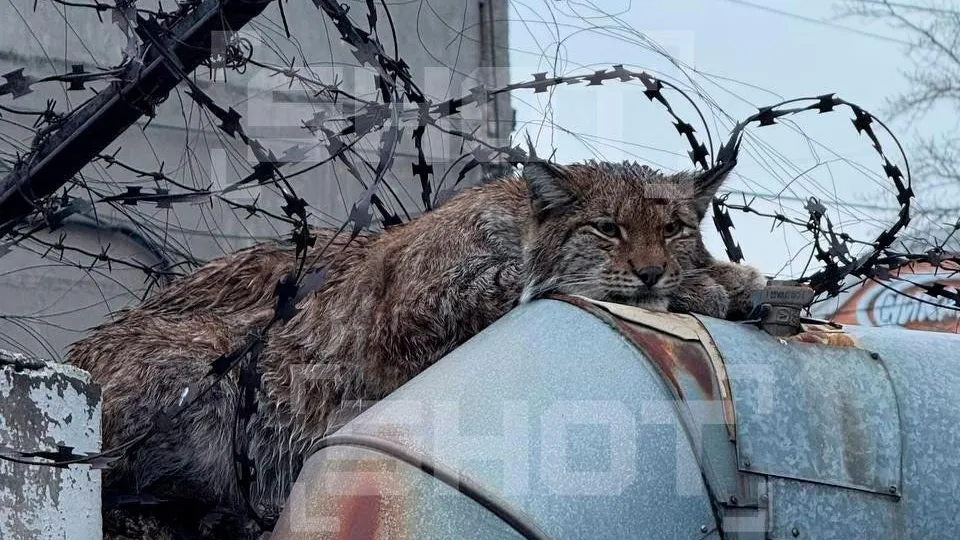 Искала тепла: рысь застряла в колючей проволоке в Челябинске