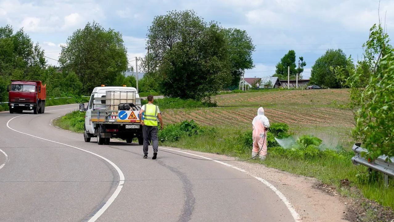 Дорожники завершают ликвидацию борщевика вдоль дорог Подмосковья