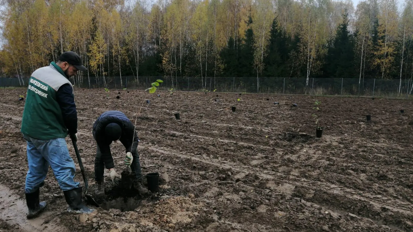 Маточная плантация перспективных сортов фундука появится в Ивантеевском лесопитомнике