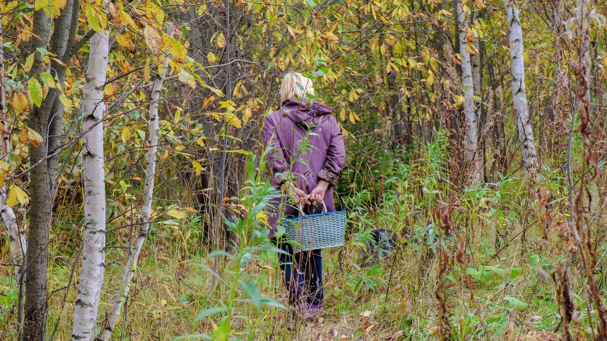 В лесах Подмосковья заблудились 33 человека с начала октября