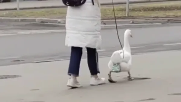 В нижнем белье и на поводке: необычного питомца заметили на прогулке в Люберцах
