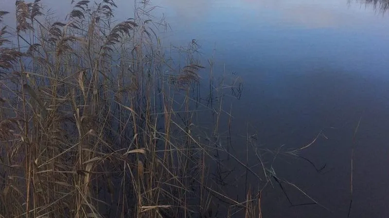 Уровень воды поднялся в реке в Орехово‑Зуевском округе