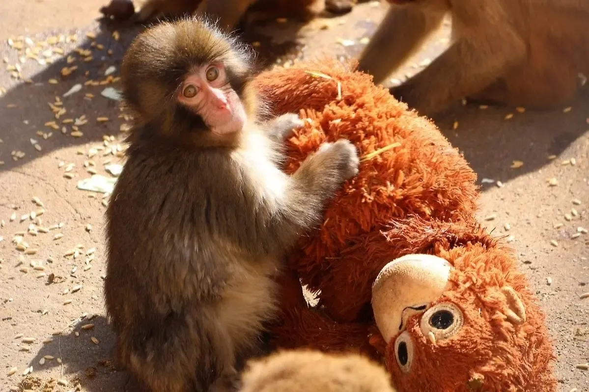 X / 市川市動植物園（公式）