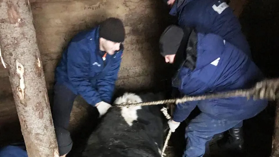 В Раменском районе спасатели вытащили из ямы беременную корову