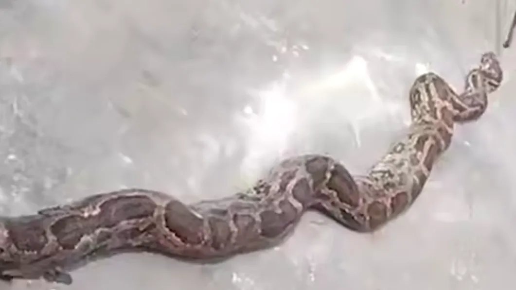 Огромный питон чуть не убил сотрудника электростанции — видео