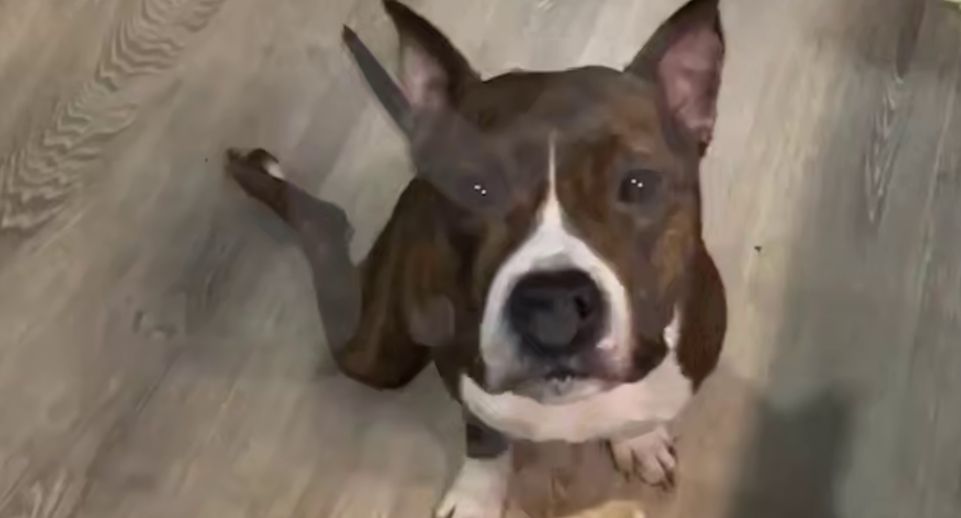 У пса отказали лапы после плановой кастрации в Подмосковье